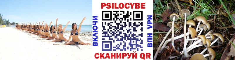 Галлюциногенные грибы Psilocybe  Славск 